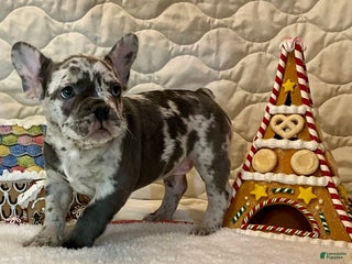 French Bulldog dogs Tracker - Ad 6