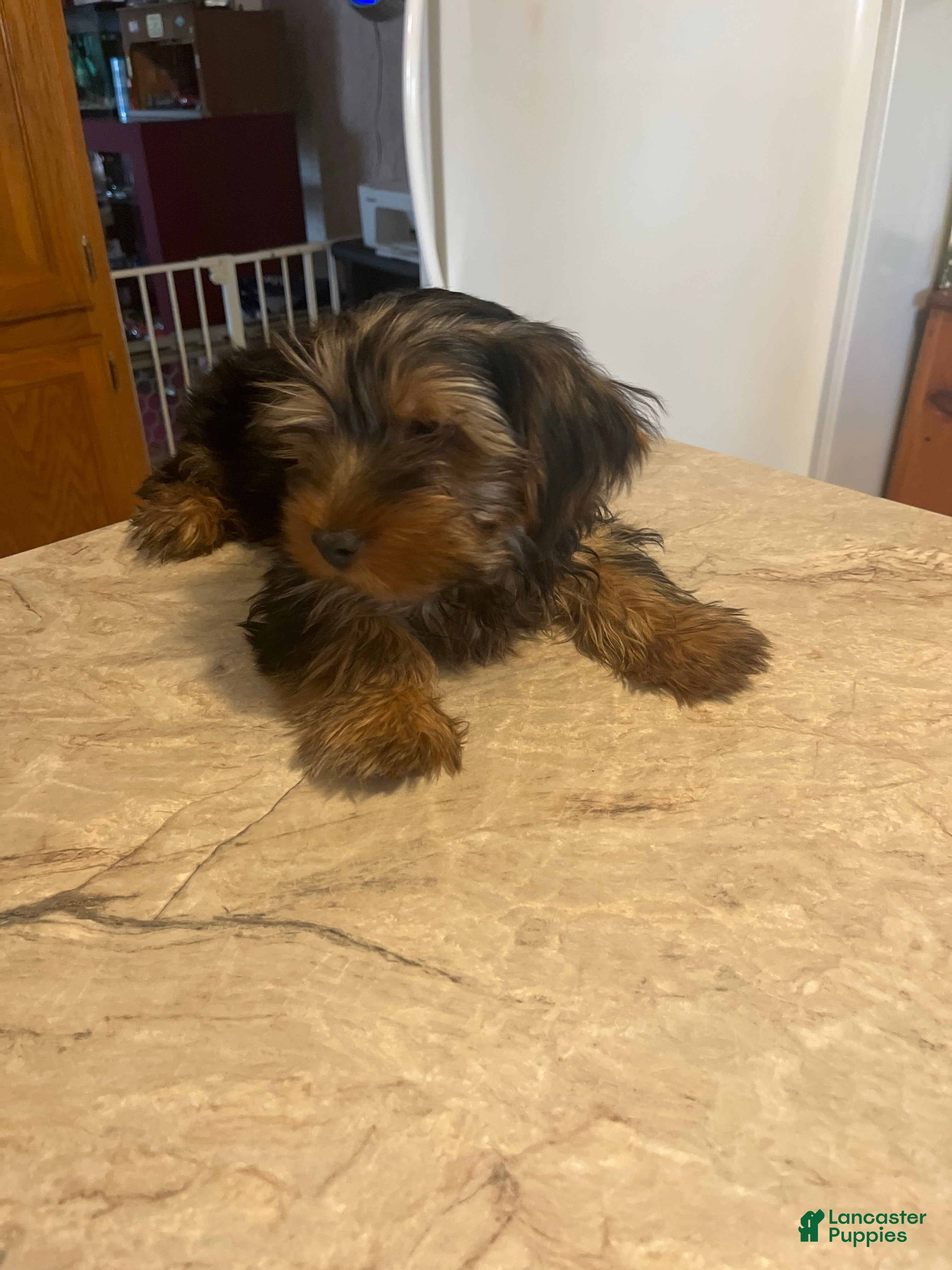 Yorkshire Terrier dogs Yorkshire Terrier Puppy 1 - Ad 2