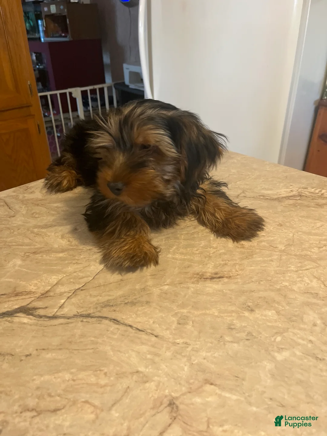 Yorkshire Terrier dogs for sale: Yorkshire Terrier Puppy 1 - Ad 1