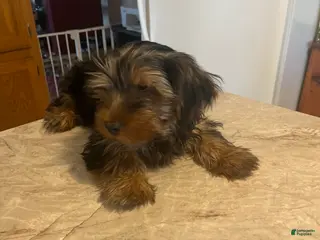 Yorkshire Terrier dogs Yorkshire Terrier Puppy 1 - Ad 3