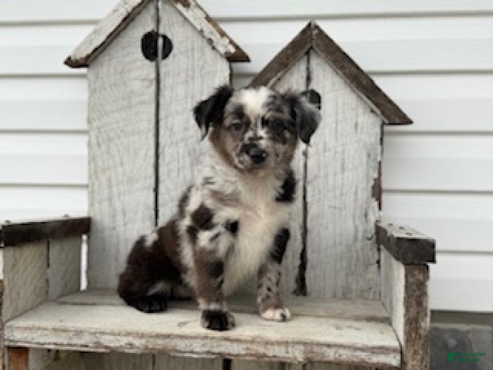 Mini Aussiedoodle dogs Sassy - Ad 2