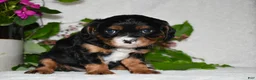 Cavalier King Charles Spaniel dogs for sale: Cavalier King Charles Spaniel 1 - Ad 3