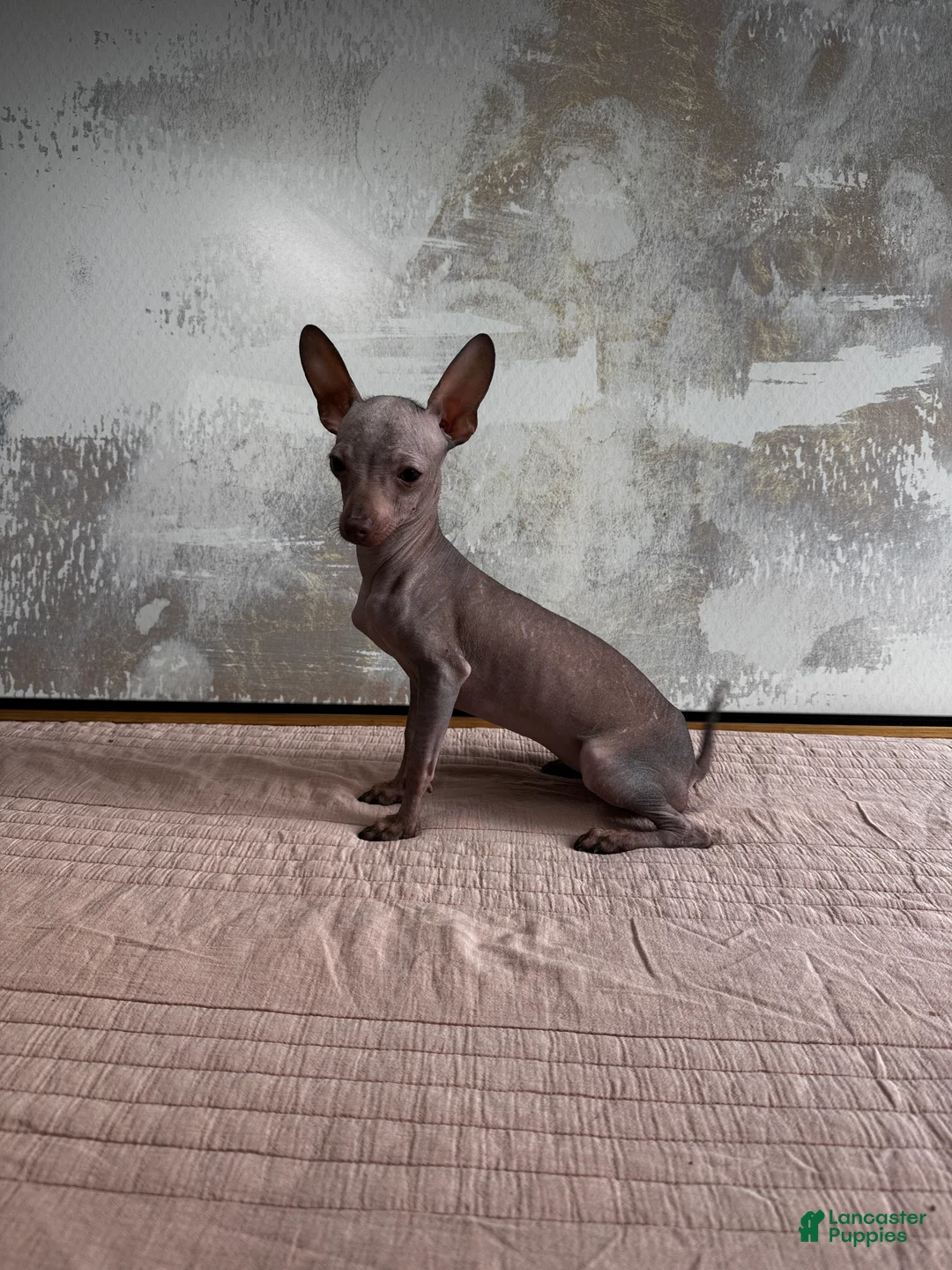 Mixed Breed dogs for sale: Cleopatra  - Ad 14