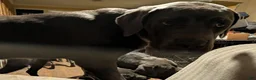 Cane Corso dogs for sale: Purple aka Violet  - Ad 3