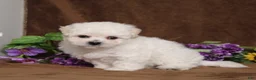 Bichon Frise dogs for sale: Harmony - Ad 4