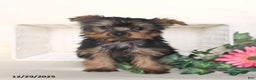 Yorkshire Terrier dogs for sale: Theo - Ad 3