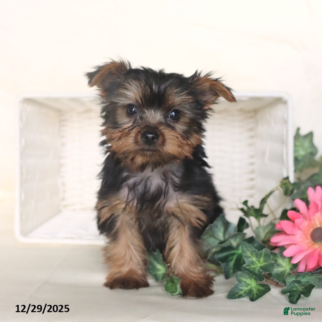 Yorkshire Terrier dogs for sale: Theo - Ad 3