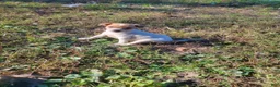 Jack Russell Terrier dogs for sale: Jack Russell Terrier 2 - Ad 2