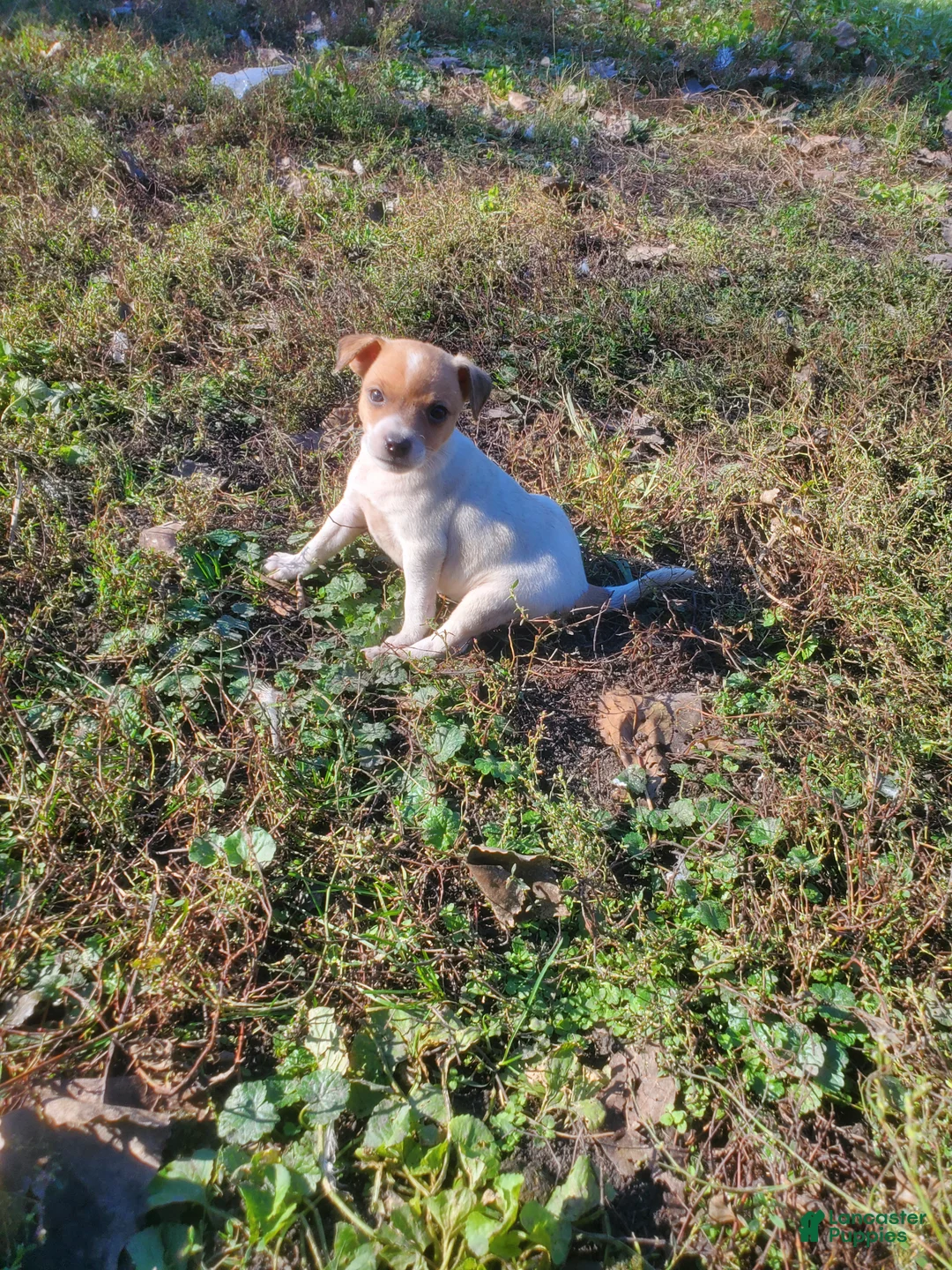 Jack Russell Terrier dogs for sale: Jack Russell Terrier 2 - Ad 2