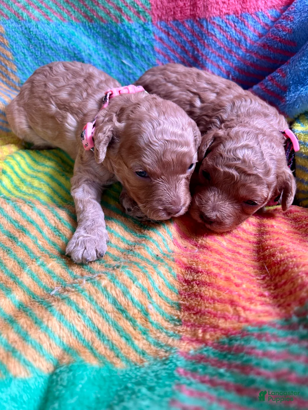 Cavapoo dogs for sale: Amber - Ad 1