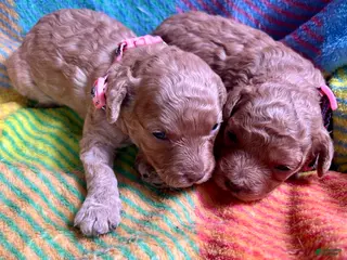 Cavapoo dogs Amber - Ad 37