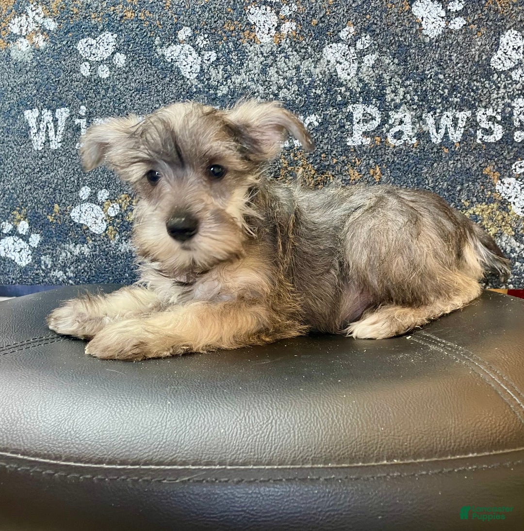 Miniature Schnauzer dogs for sale: Oleta - Ad 2