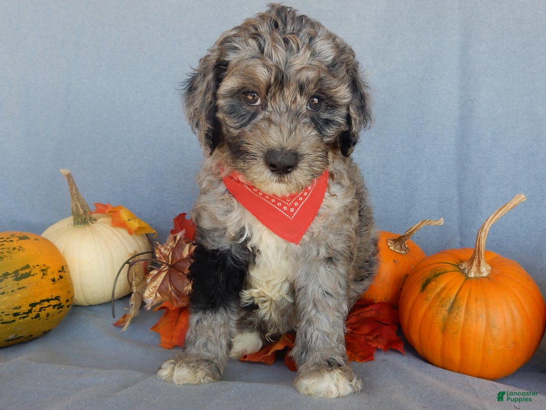 Sheepadoodle dogs for sale: Panda (medium) - Ad 43