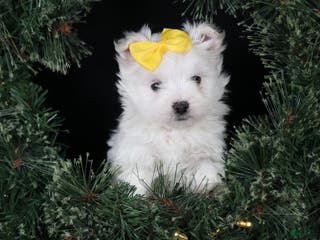 Maltese dogs ALEX - Ad 18