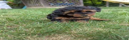 Yorkiepoo dogs for sale: Jasper - Ad 7
