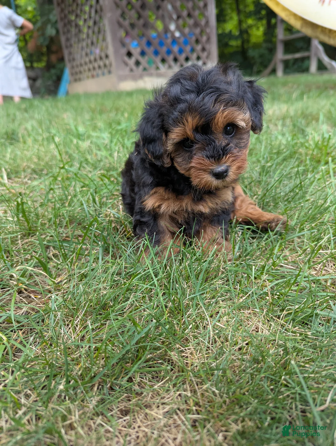 Yorkiepoo dogs for sale: Jasper - Ad 7