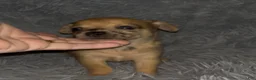Chiweenie dogs for sale: Hairy Paw-ter - Ad 3