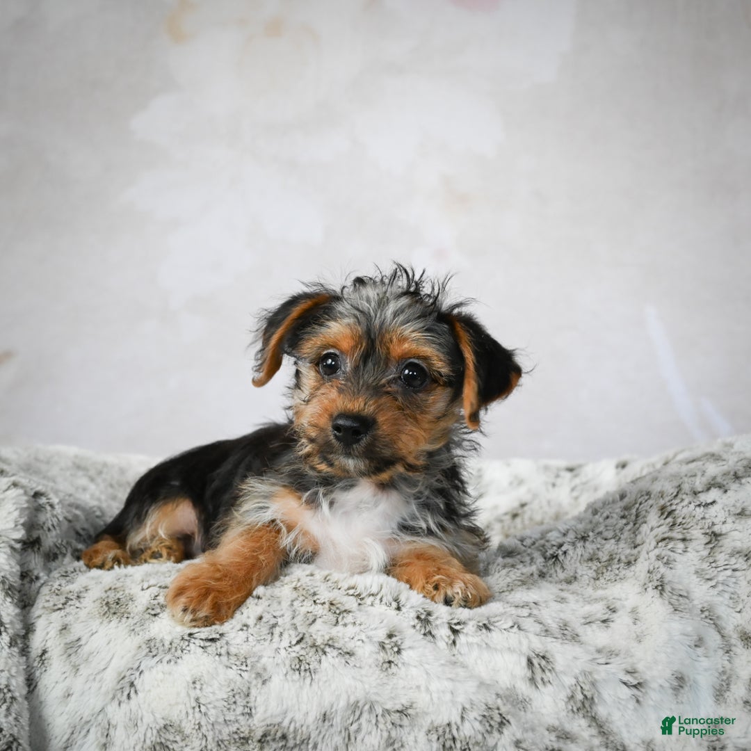 Yorkshire Terrier dogs for sale: Jerry - Ad 9