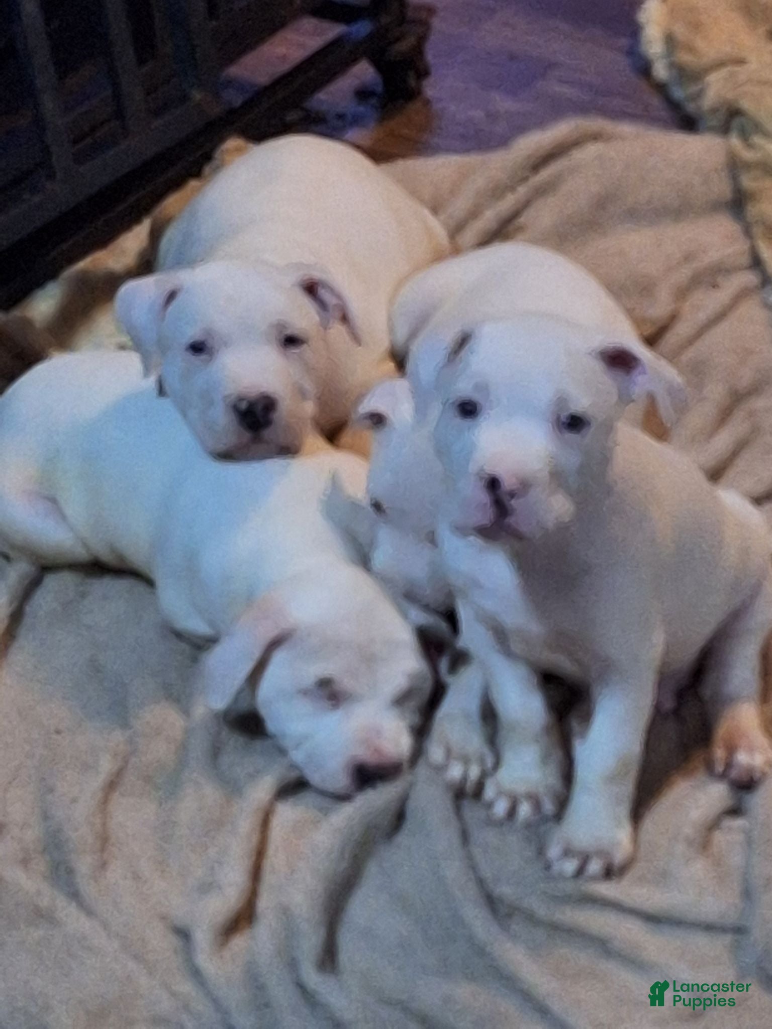 American Pit Bull Terrier dogs American Pit Bull Terrier 5 - Ad 1