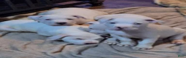 American Pit Bull Terrier 5