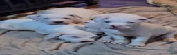 American Pit Bull Terrier dogs for sale: American Pit Bull Terrier 5 - Ad 1