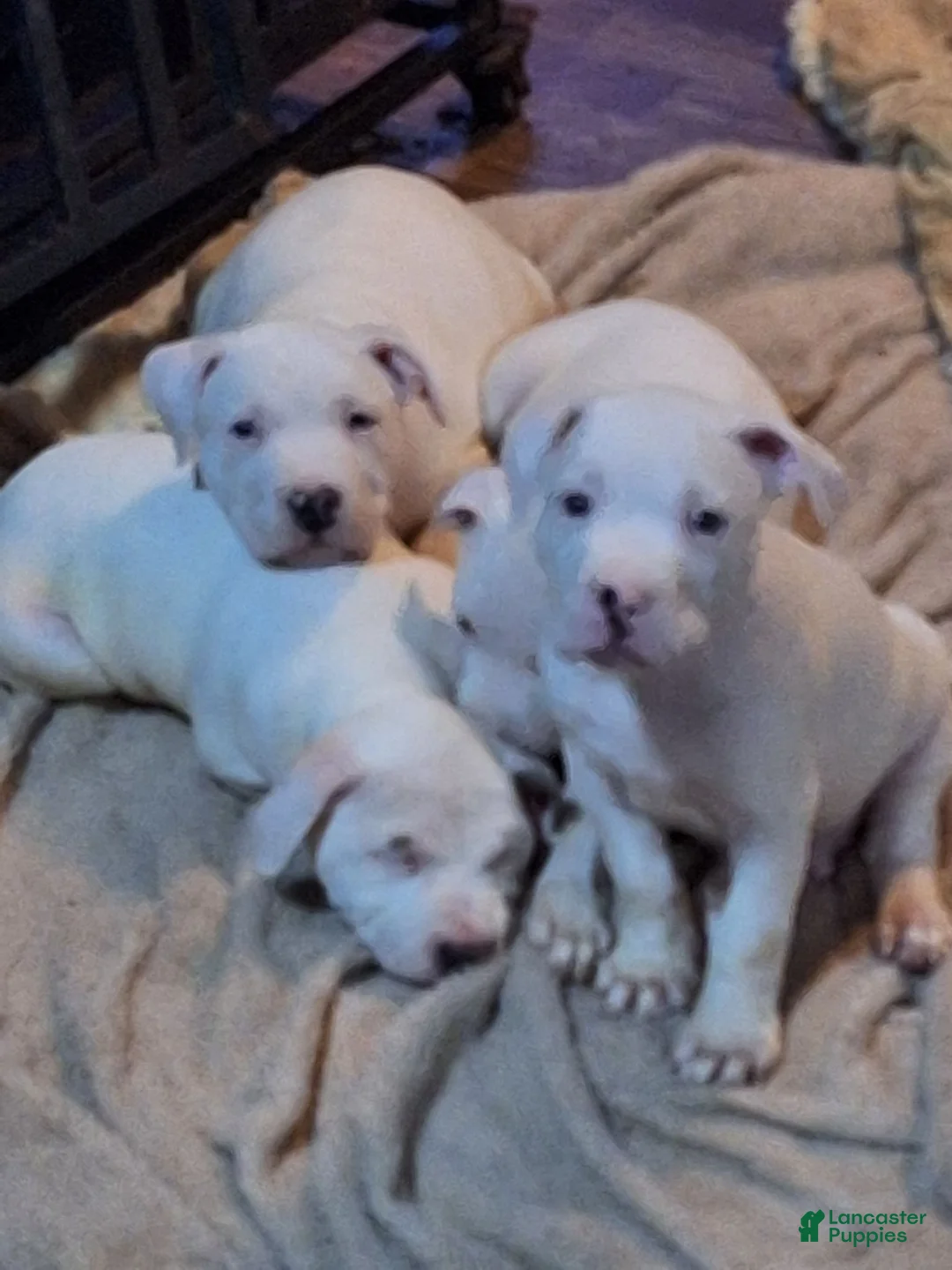 American Pit Bull Terrier dogs for sale: American Pit Bull Terrier 5 - Ad 1