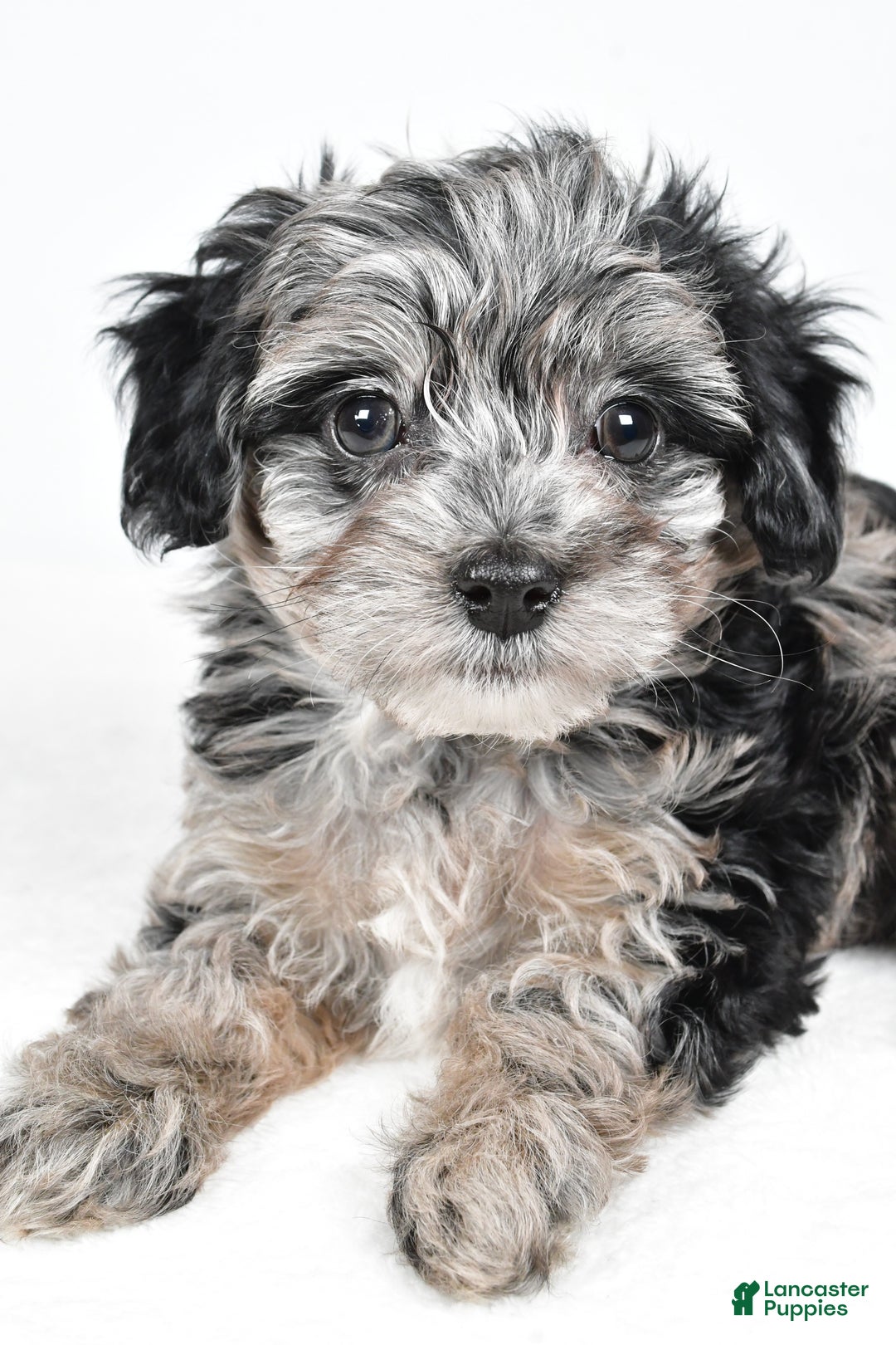 Yorkiepoo dogs for sale: Jingle - Ad 5