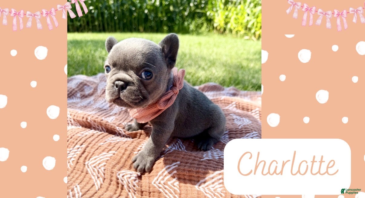 French Bulldog dogs French Bulldog 1 - Ad 31
