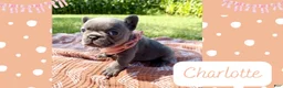 French Bulldog dogs for sale: French Bulldog 1 - Ad 1