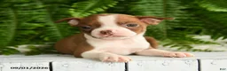 Boston Terrier dogs for sale: Artemis - Ad 3
