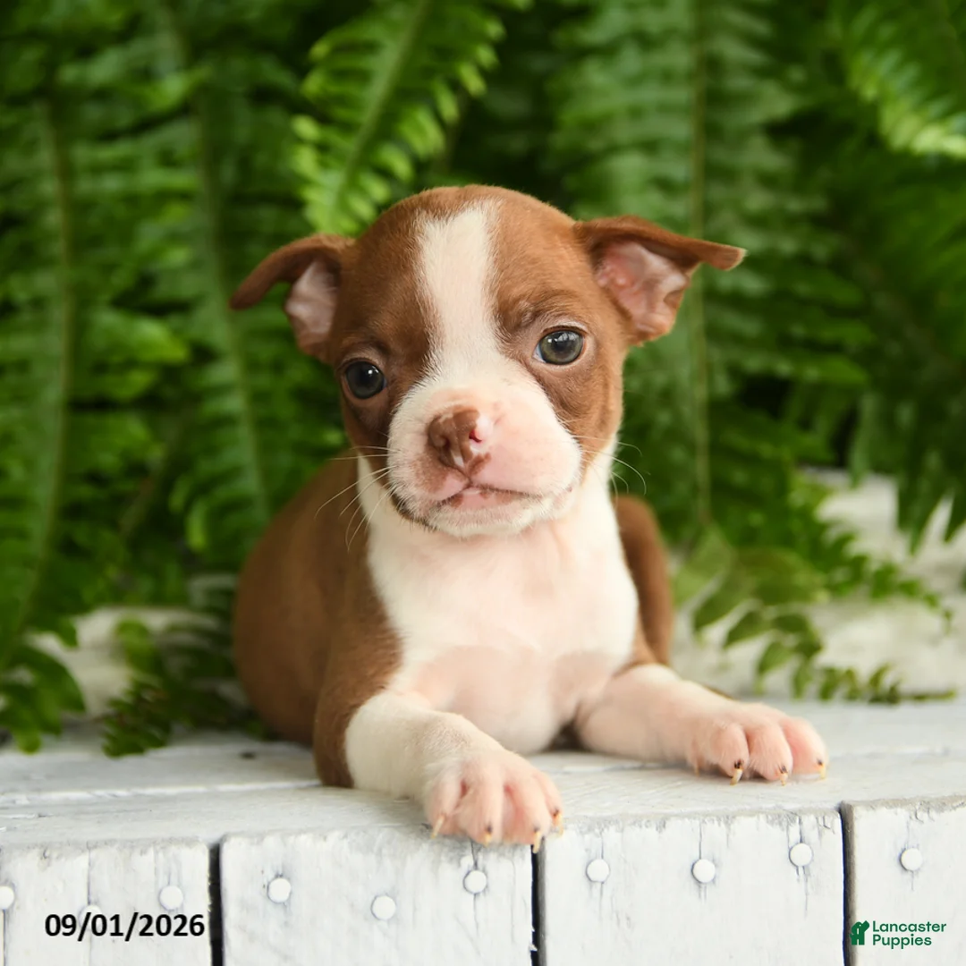 Boston Terrier dogs for sale: Artemis - Ad 3