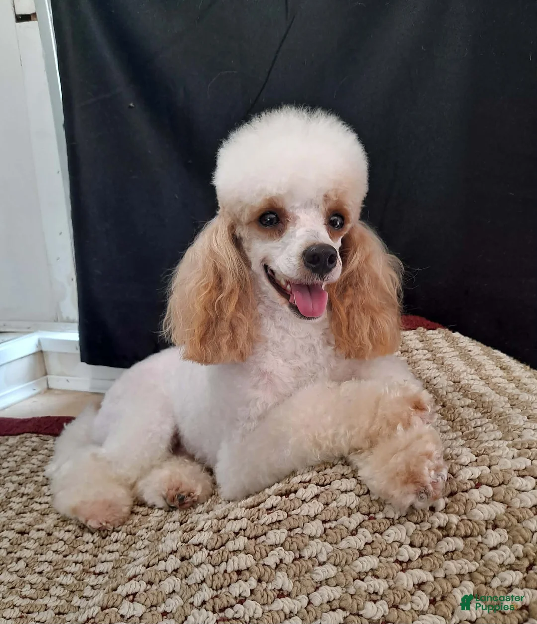 Cavapoo dogs for sale: Cavapoo Puppy 2 - Ad 12