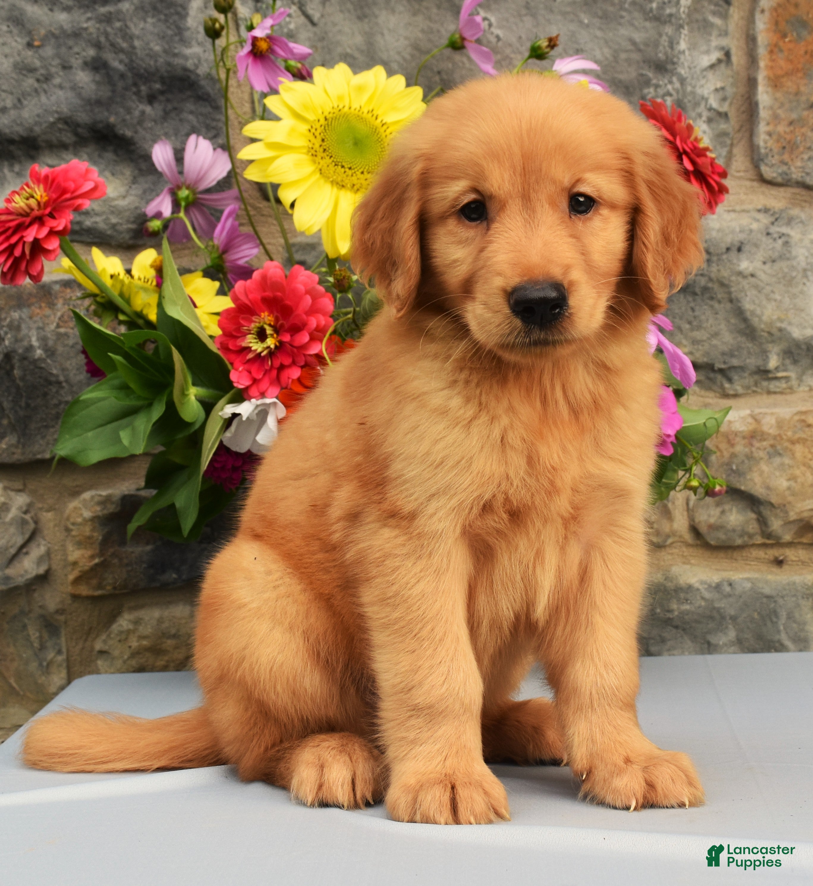 Golden Retriever dogs Snickers - Ad 1