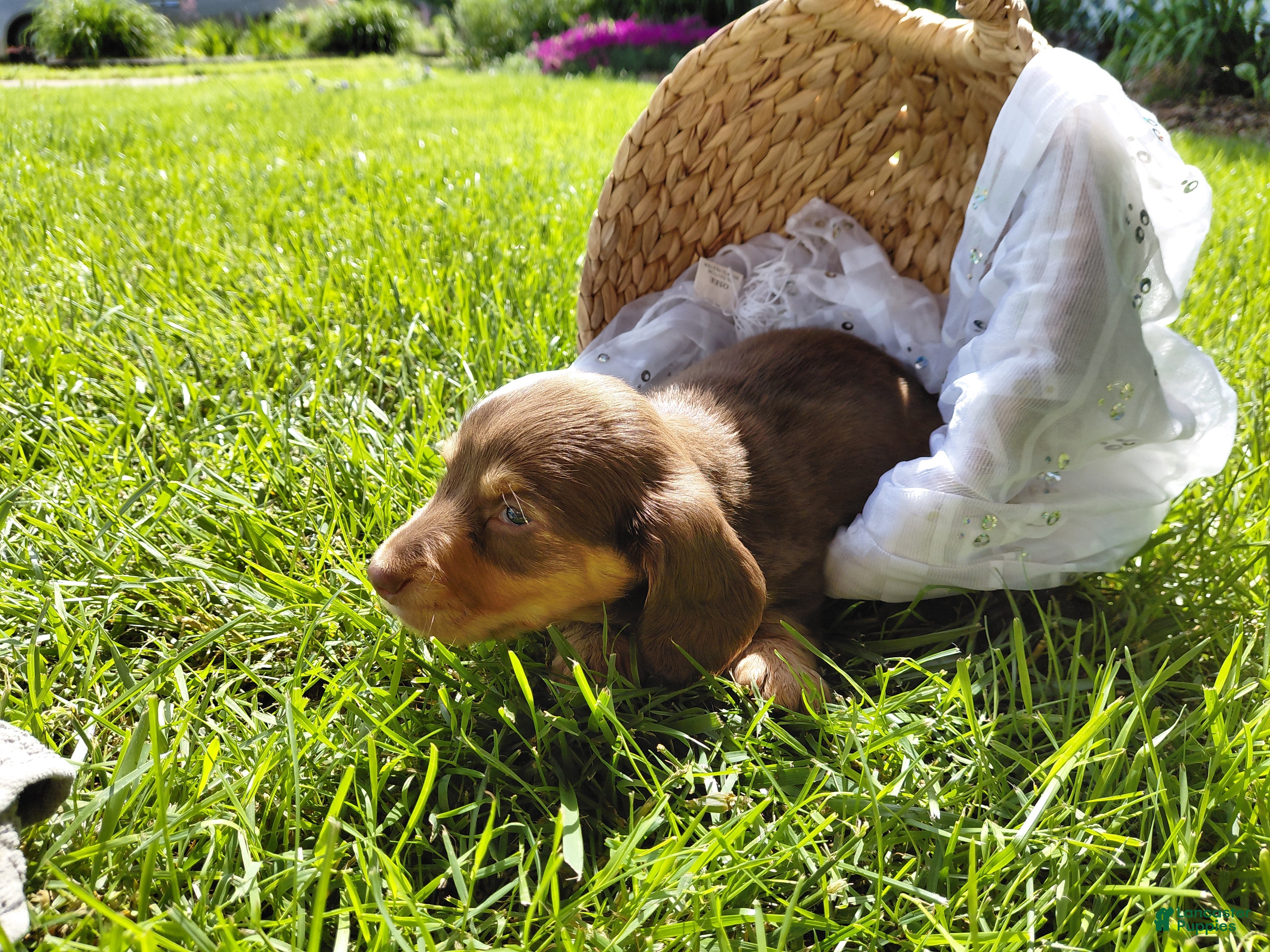 Miniature Dachshund dogs for sale: Charlie  - Ad 7