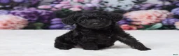 Yorkiepoo dogs for sale: Ronda - Ad 3