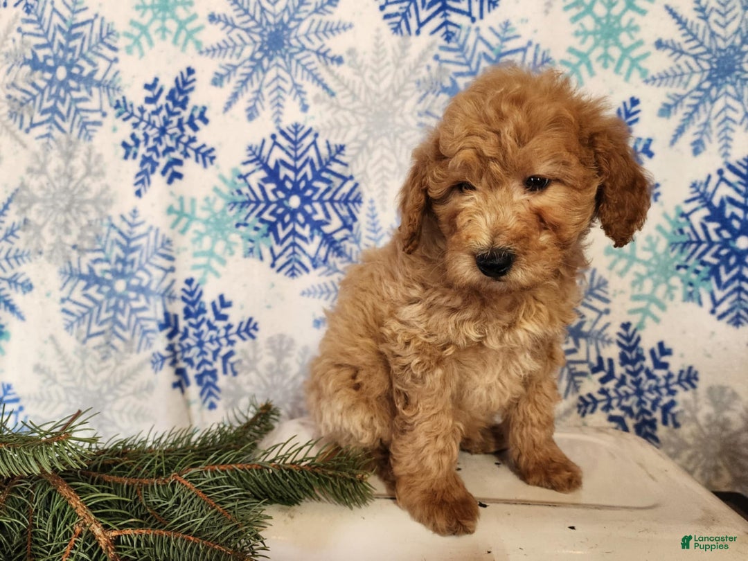 Mini Goldendoodle dogs for sale: Dover - Ad 10