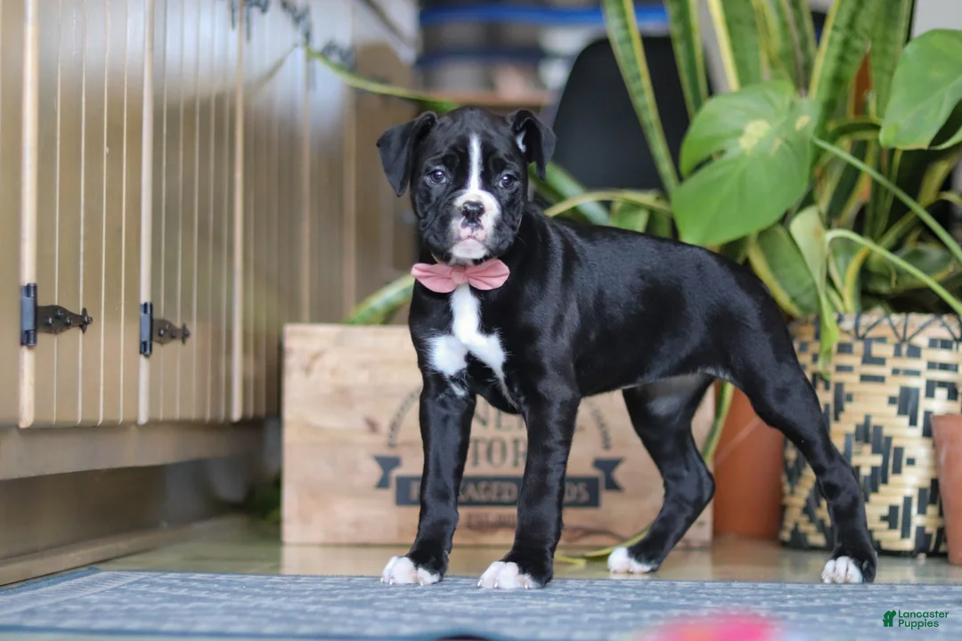 Boxer dogs for sale: Sammy - Ad 6