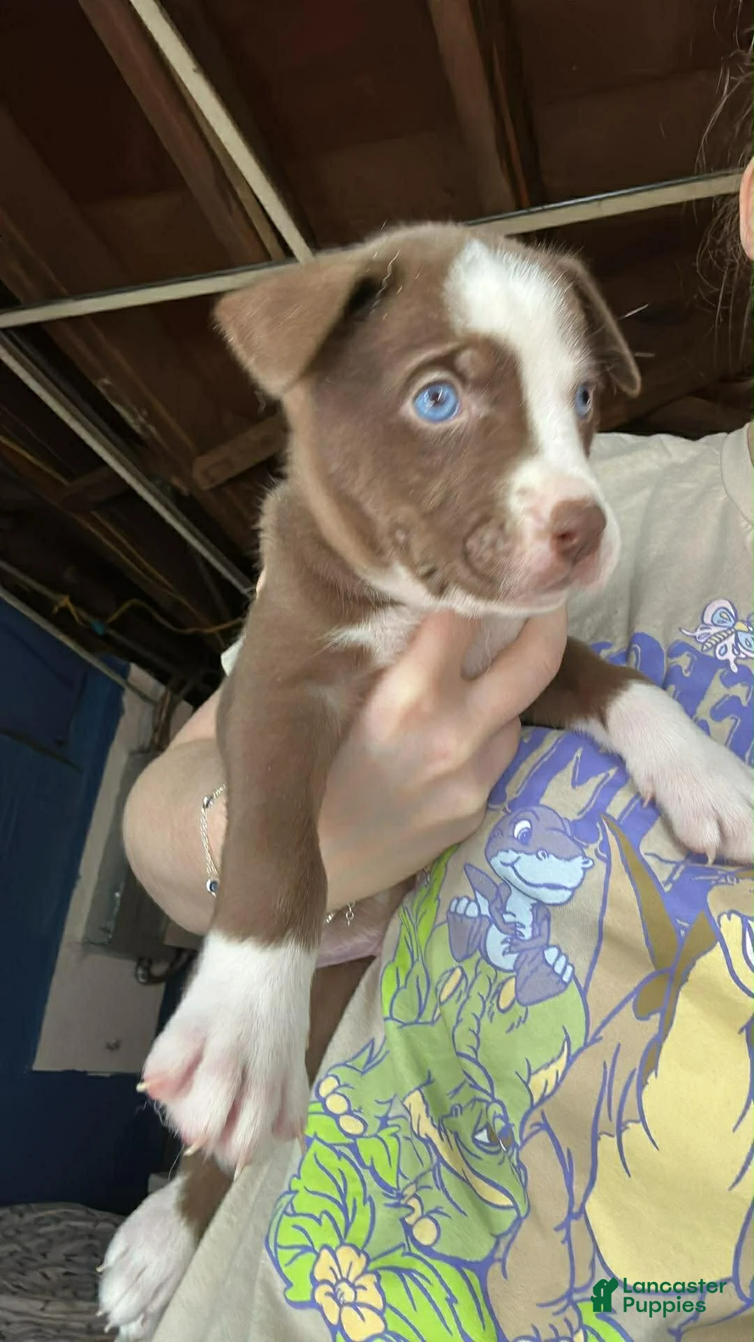 Pitsky dogs for sale: Kit Kat - Ad 2