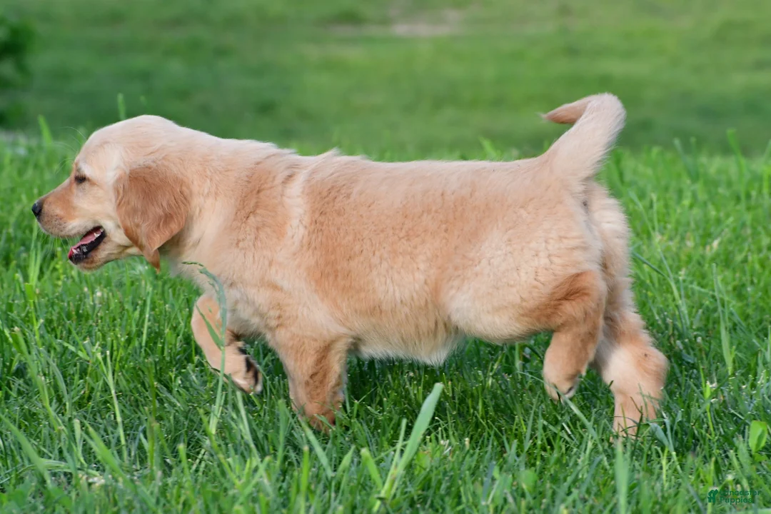 Golden Retriever dogs for sale: Lilly - Ad 8
