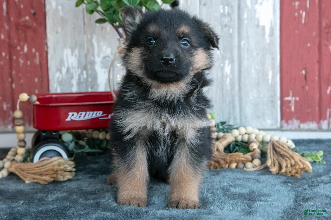 German Shepherd dogs for sale: Kali - Ad 2