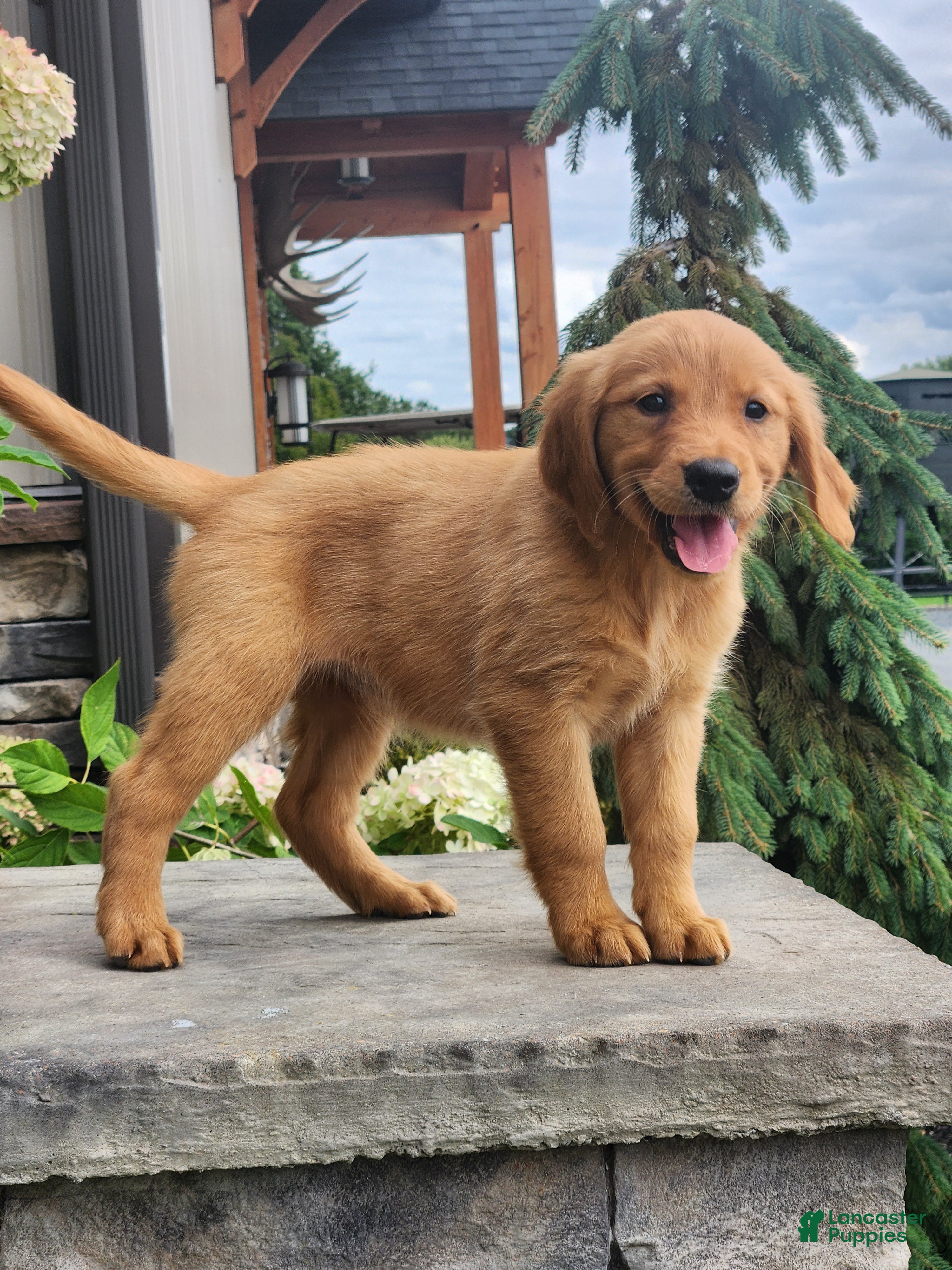Cherry (Golden Retriever, Female) in East Earl, PA