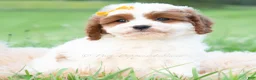 Cavapoo dogs for sale: Toby - Ad 2