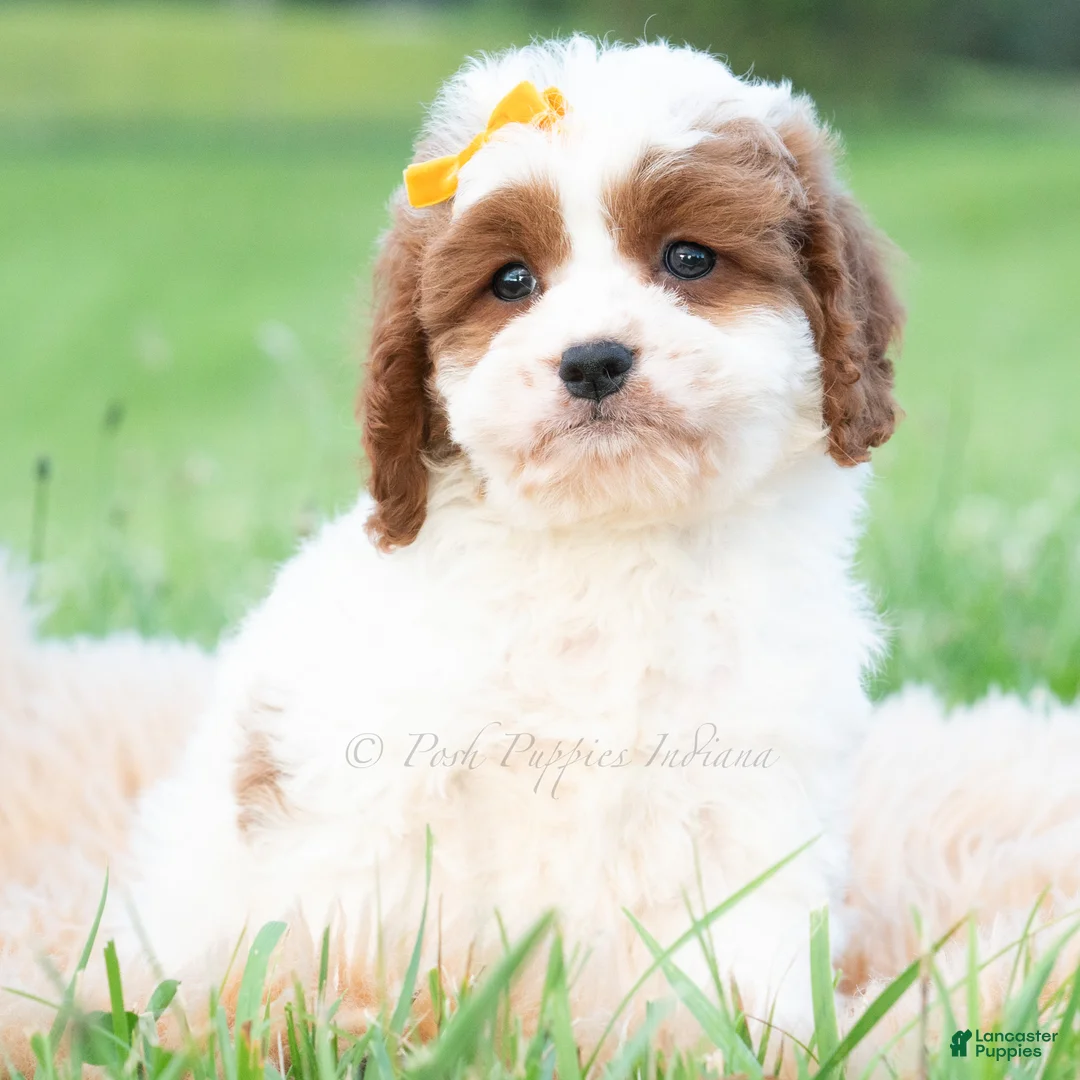 Cavapoo dogs for sale: Toby - Ad 2
