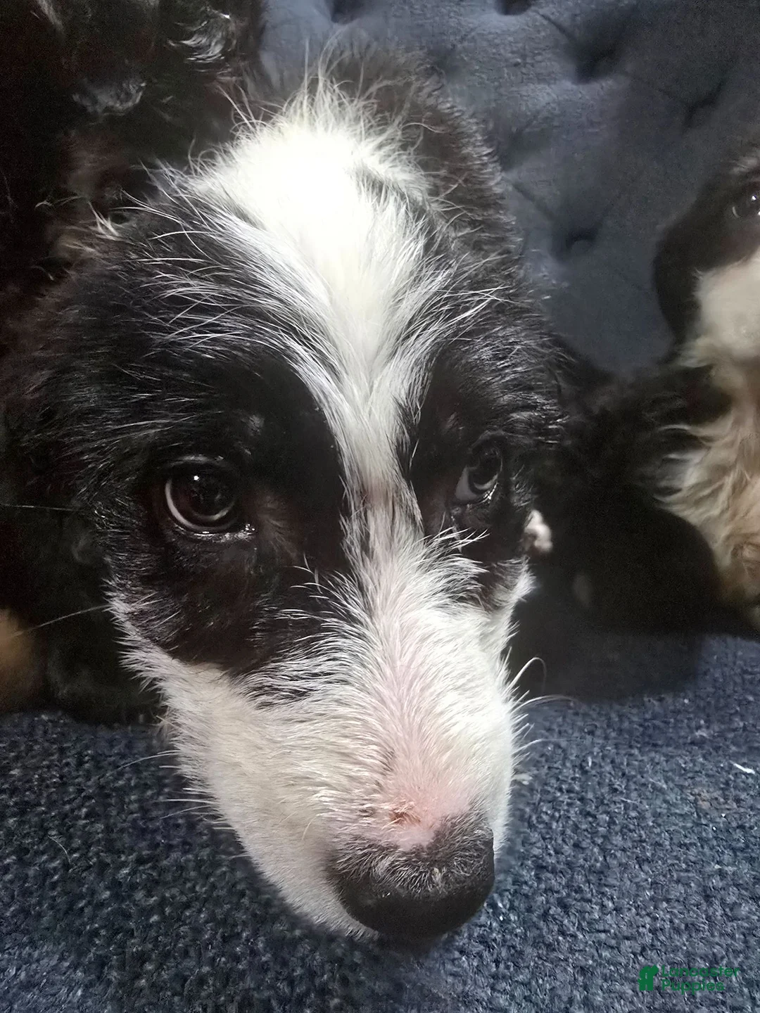 Mixed Breed dogs for sale: Mixed Breed 4 - Ad 2