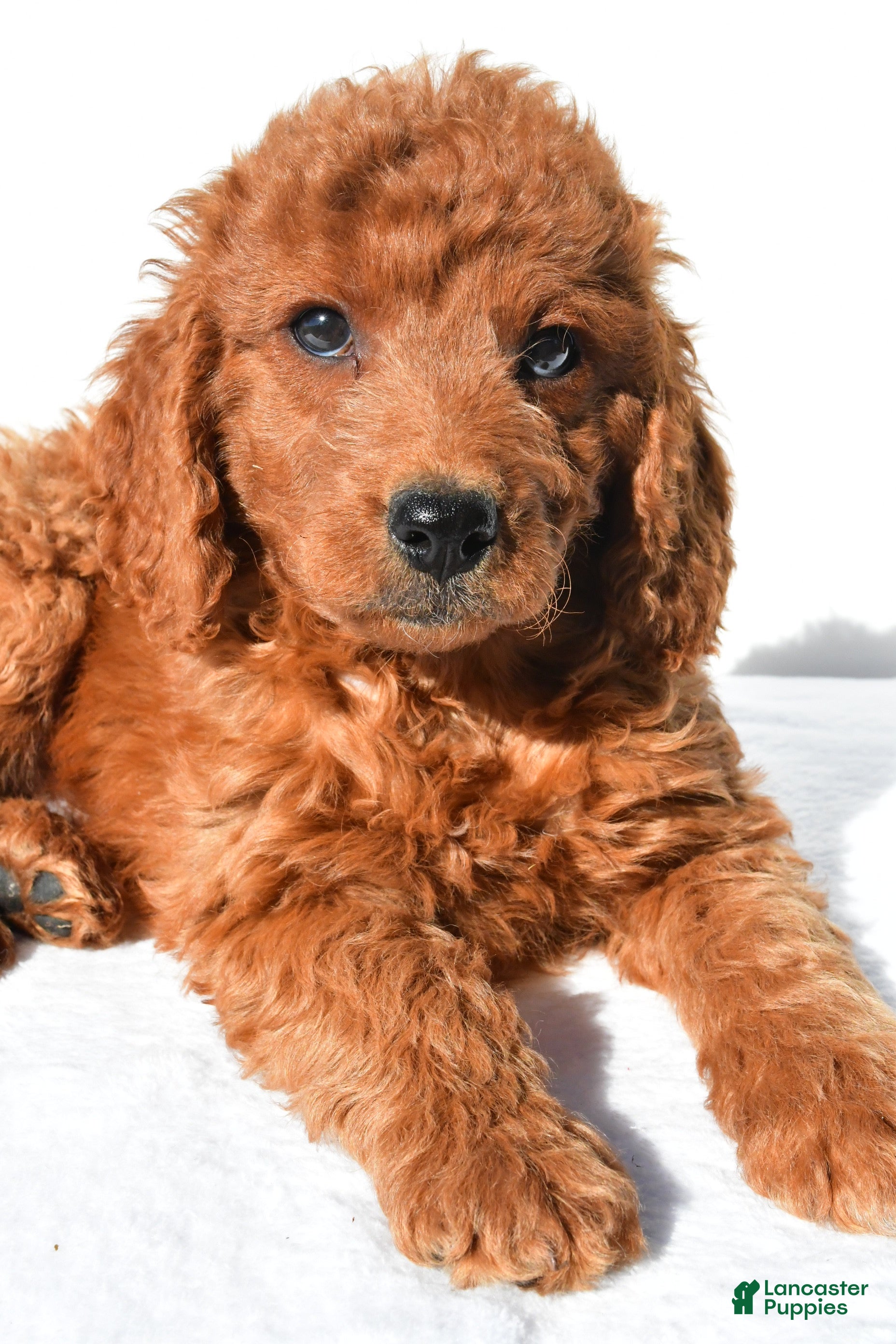 Mini Goldendoodle dogs Aspen - Ad 2