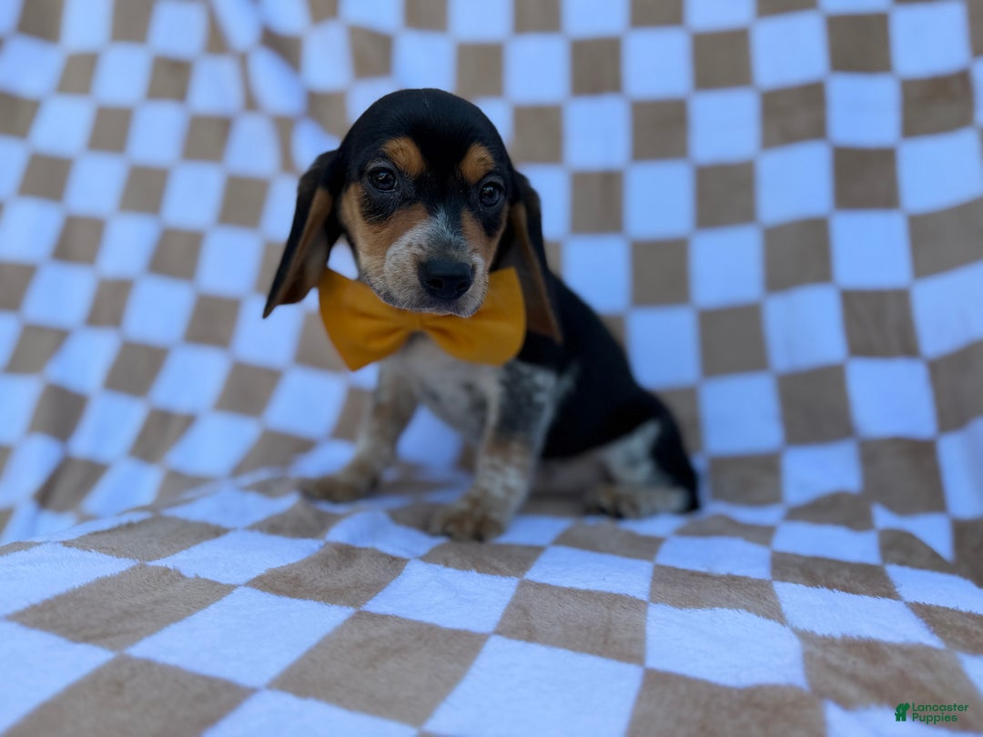 Beagle dogs for sale: Scooby - Ad 4