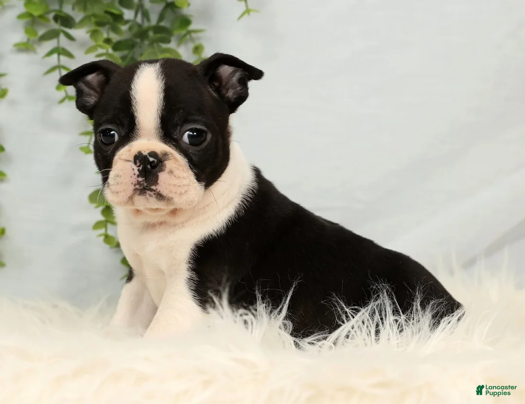 Frenchton dogs for sale: Jade - Ad 3