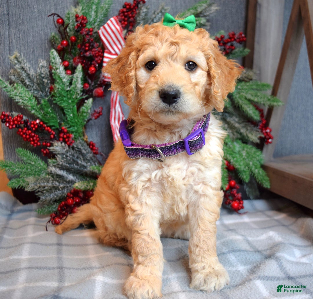 Goldendoodle dogs for sale: Penny - Ad 3