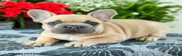 French Bulldog dogs for sale: Carter - Ad 3