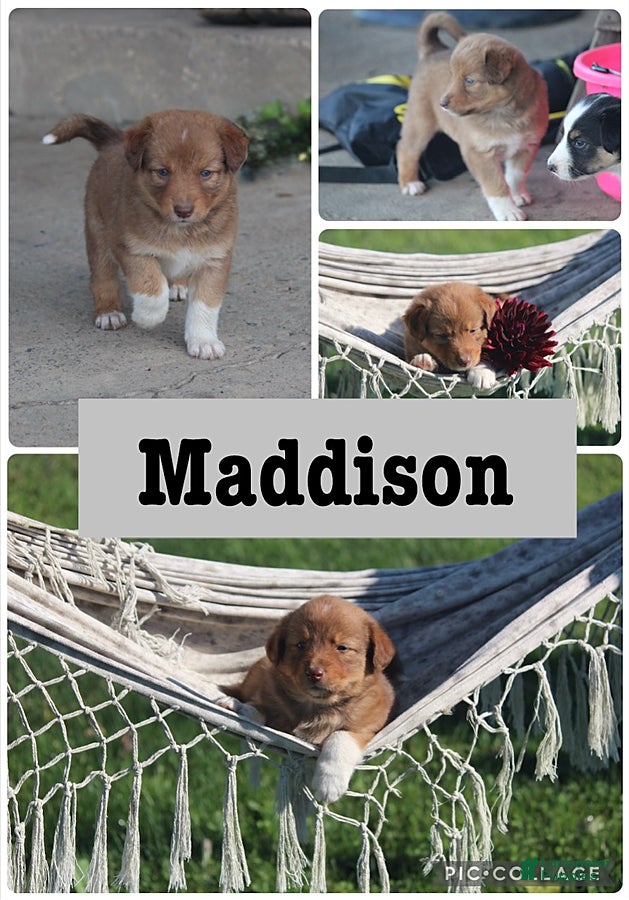 Mixed Breed dogs Maddison - Ad 21